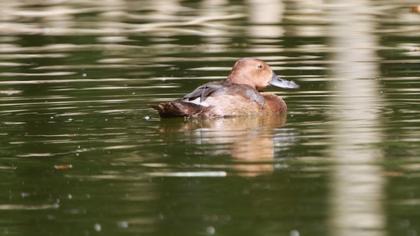 Ferruginous Duck