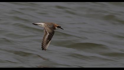 Greater Sand Plover