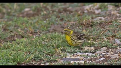 European Serin