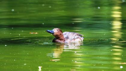 Ferruginous Duck