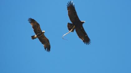 Eastern Imperial Eagle