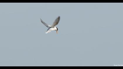 Little Tern