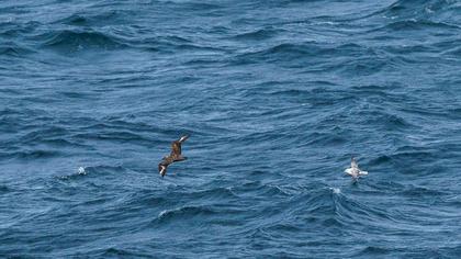 Great Skua