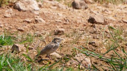 Turkestan Short-toed Lark