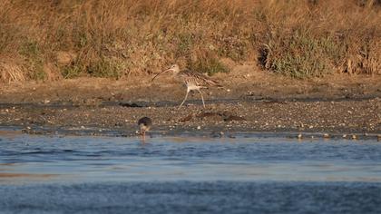 Eurasian Curlew