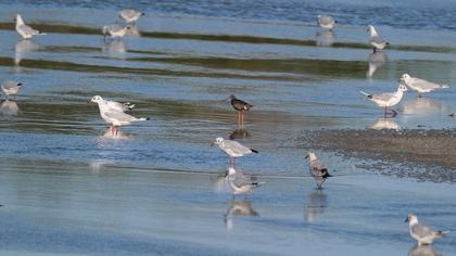 Spotted Redshank