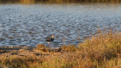 Common Redshank