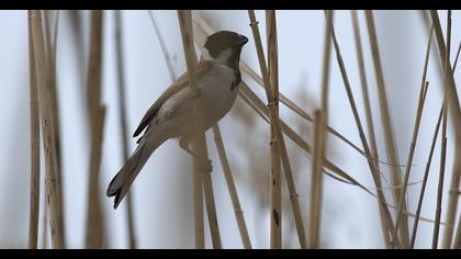Common Reed Bunting
