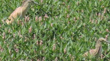 Squacco Heron
