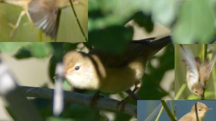 Marsh Warbler