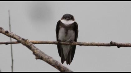 Sand Martin