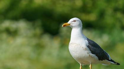 Lesser Black-backed Gull