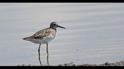 Wood Sandpiper