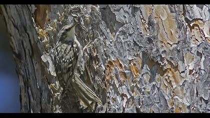 Eurasian Treecreeper
