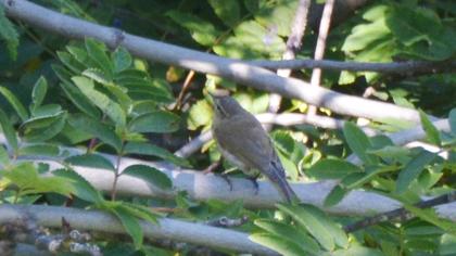 Mountain Chiffchaff
