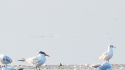 Caspian Tern