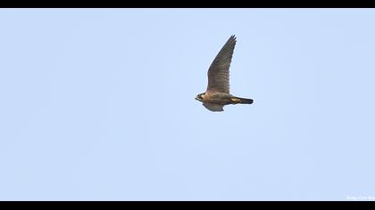 Peregrine Falcon