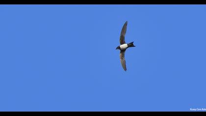Alpine Swift