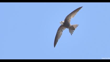 Pallid Swift