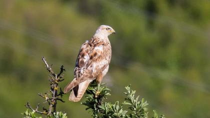 Long-legged Buzzard