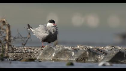 Whiskered Tern
