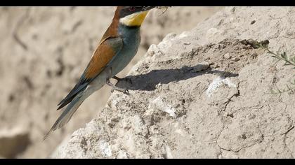 European Bee-eater