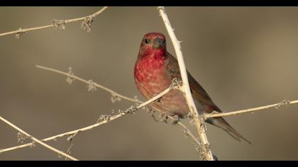 Common Rosefinch