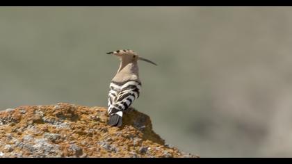 Eurasian Hoopoe
