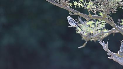 Masked Shrike