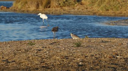 Grey Plover