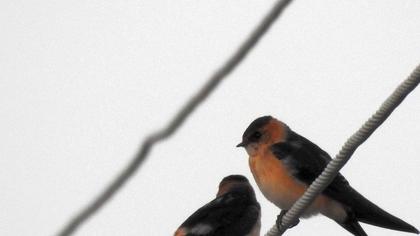 Red-rumped Swallow