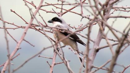 Lesser Grey Shrike