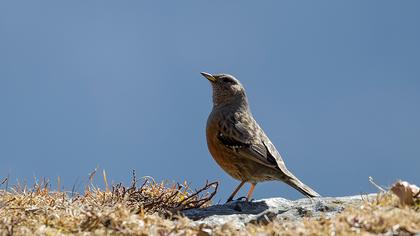 Alpine Accentor