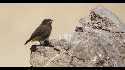 Black Redstart