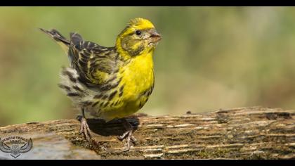 European Serin