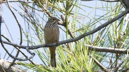 Ortolan Bunting