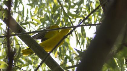 Eurasian Golden Oriole