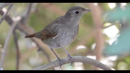 Thrush Nightingale