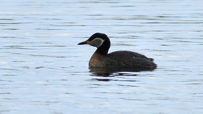 Red-necked Grebe