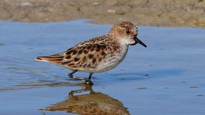Little Stint