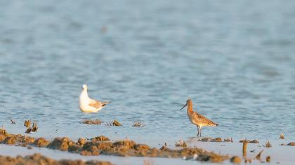 Black-tailed Godwit