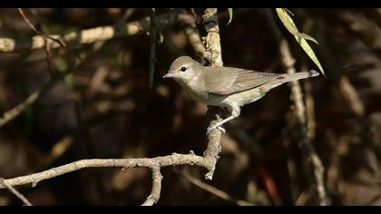 Garden Warbler
