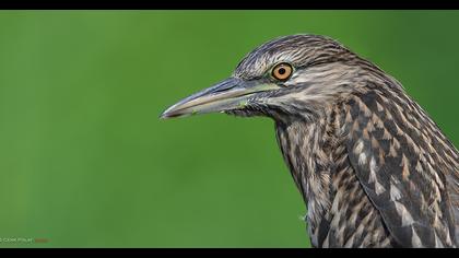 Black-crowned Night Heron