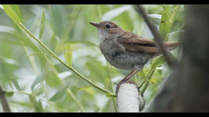 Thrush Nightingale