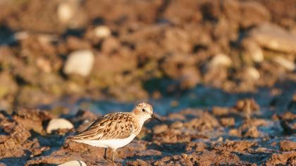 Little Stint
