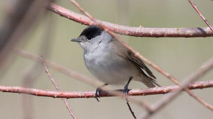 Eurasian Blackcap