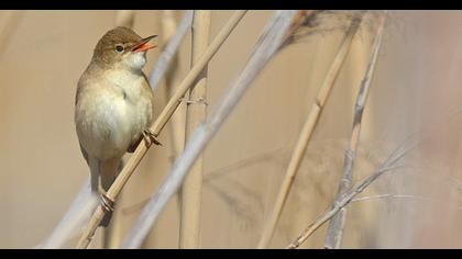 Eurasian Reed Warbler