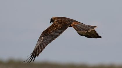 Western Marsh Harrier