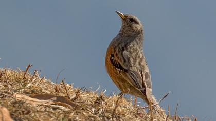 Alpine Accentor