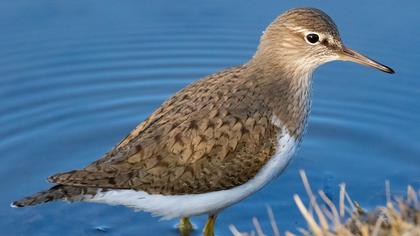 Common Sandpiper
